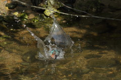 Splash