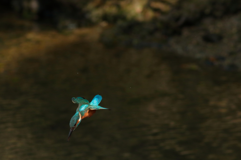 カワセミ　2