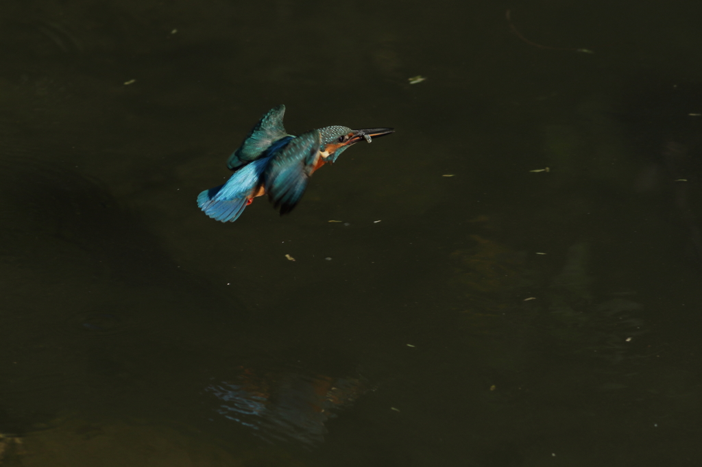 カワセミ