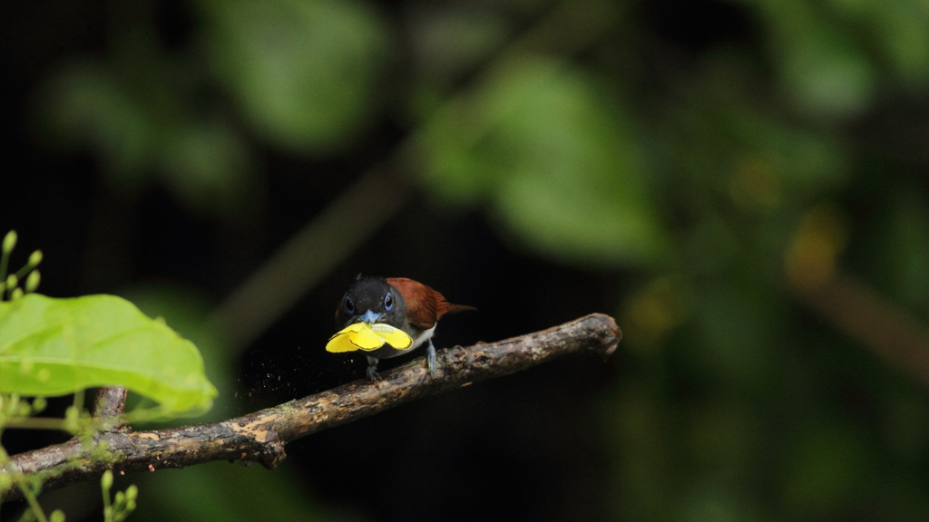 サンちゃん、ゲッ虫!!
