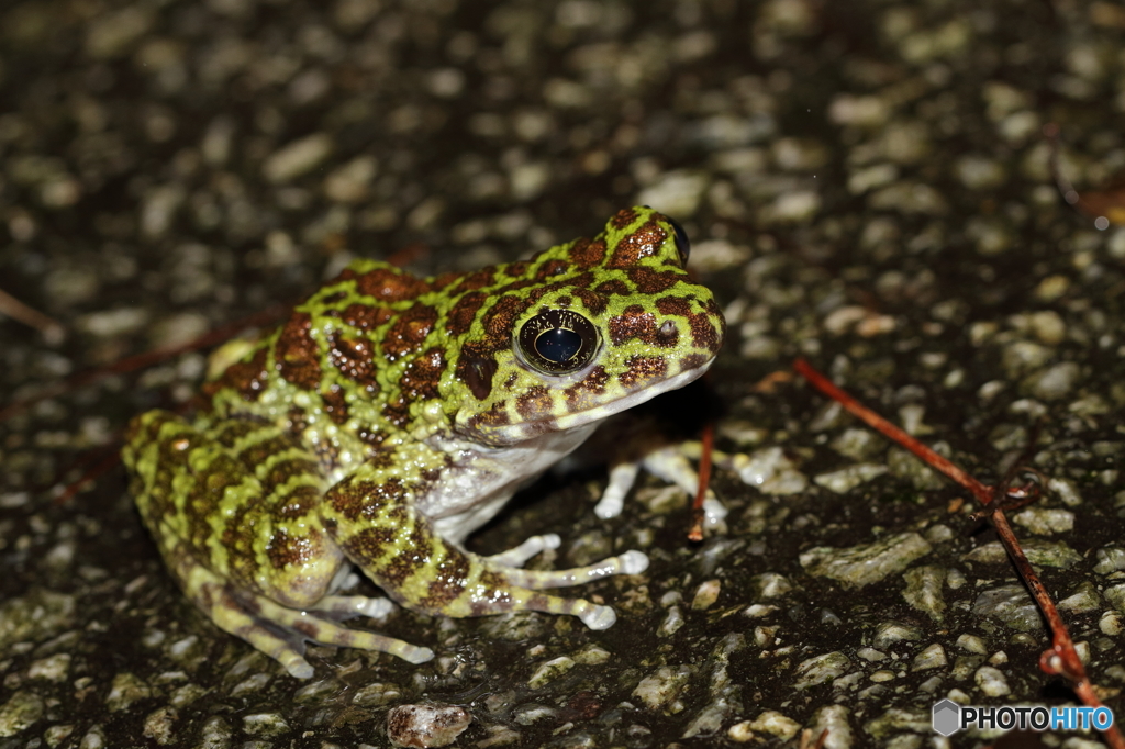 イシカワガエル