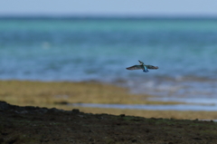 海カワ　1
