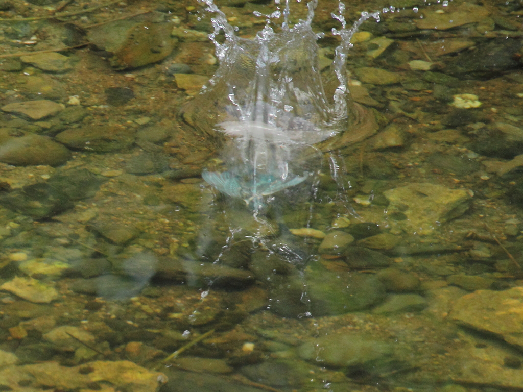 水中遊泳