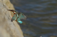 7D mark Ⅱの実力　4