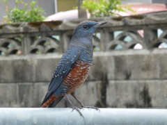 おねだり