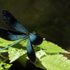  リュウキュウハグロトンボ　4