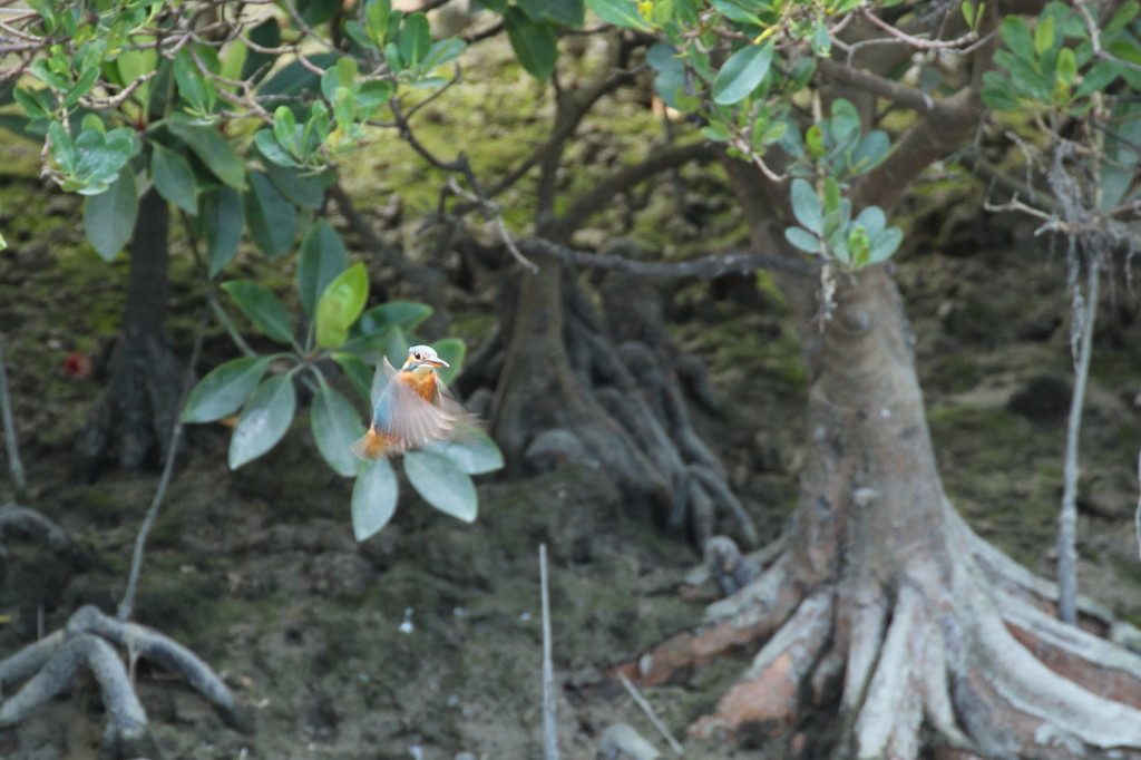 初　カワホバ　2