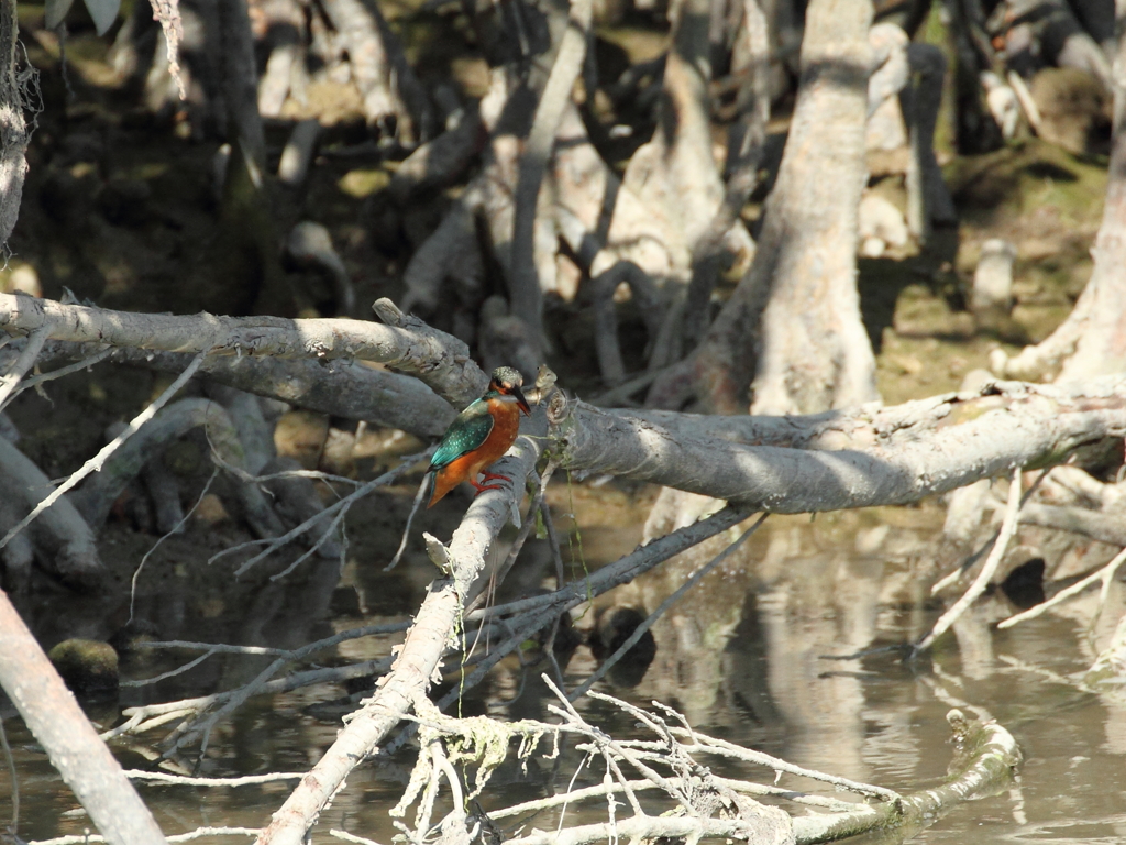 獲物は、とんとんみー