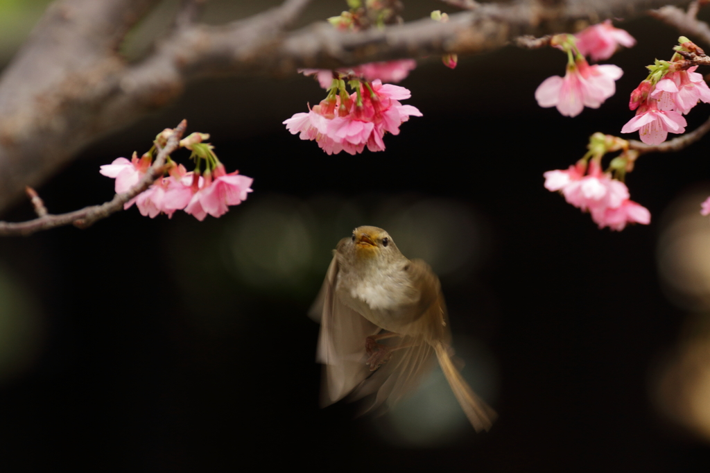 うぐいす