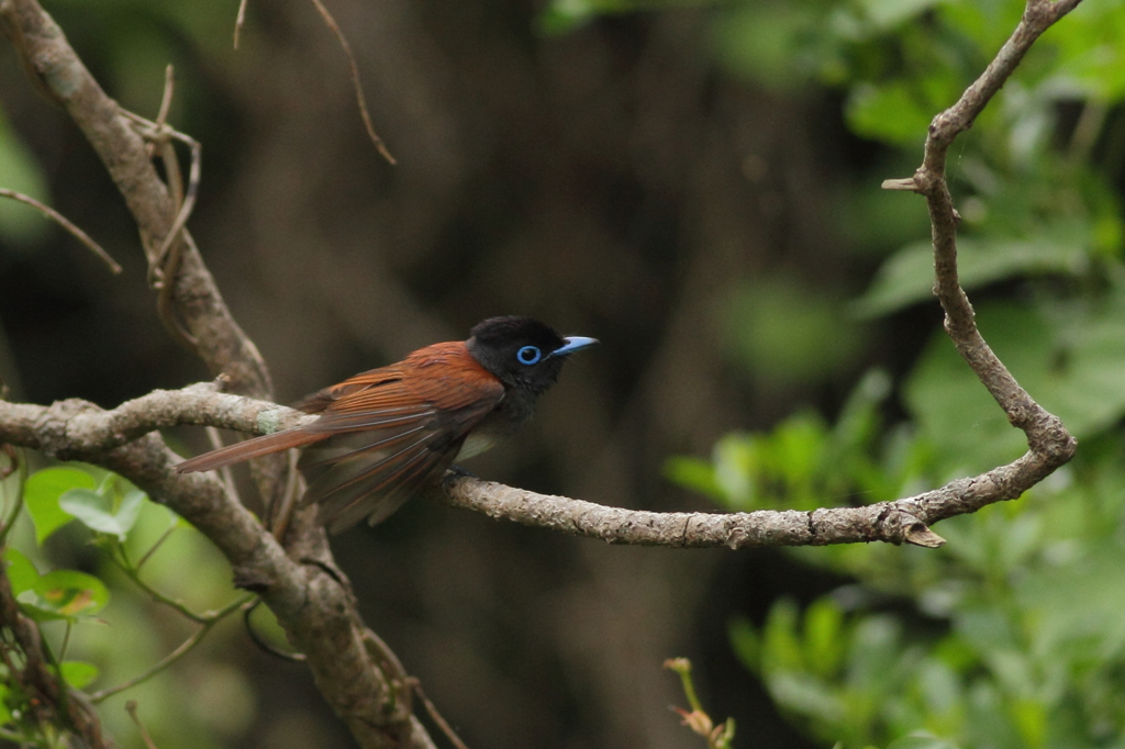 ホイホイホイッと