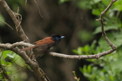 ホイホイホイッと ホイホイホイッと