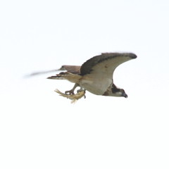 お魚 ゲット お魚 ゲット