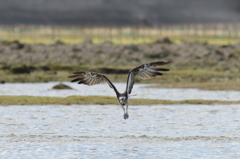 ミサゴ 2 ミサゴ 2