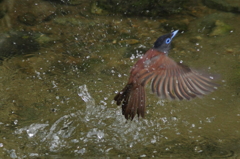 水浴び 2 水浴び 2