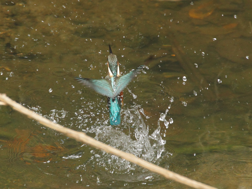 ヒナ、水浴び