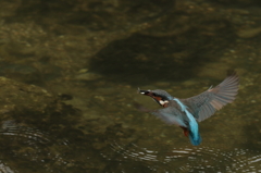 カワセミ