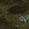 カワセミ
