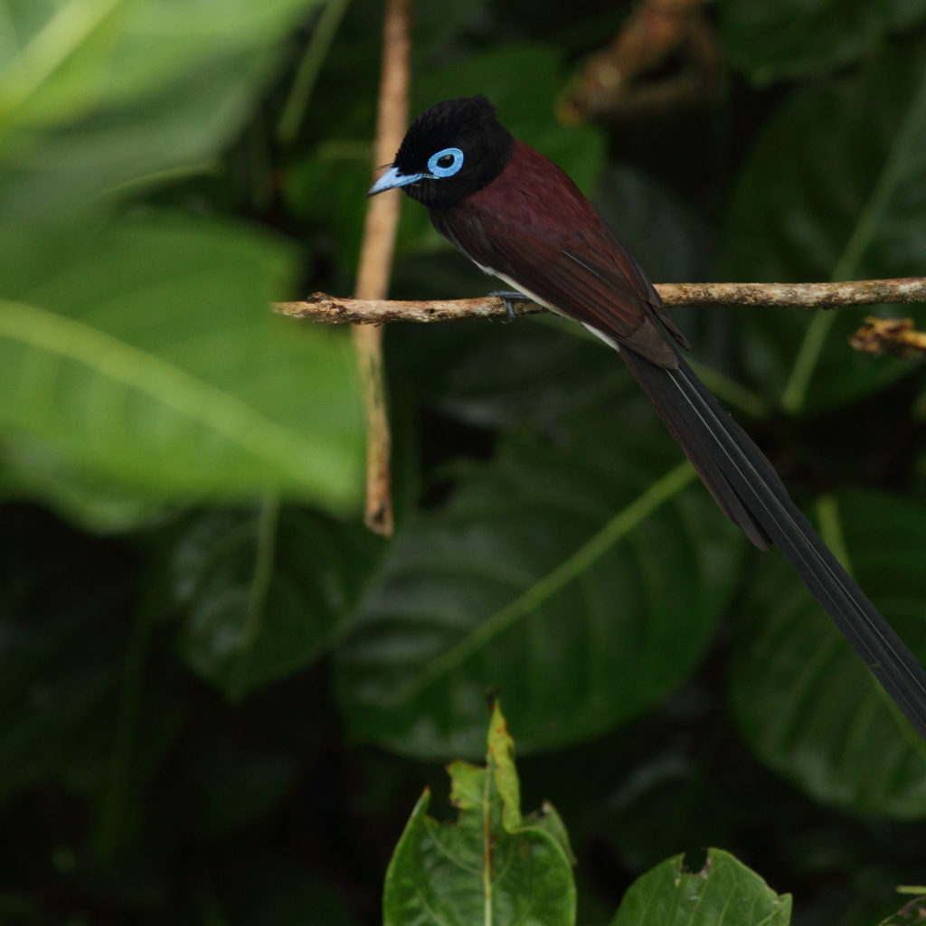 サンコウチョウ　♂