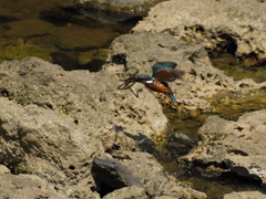カワセミ対テナガエビ 2