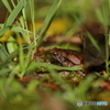 ヒメアマガエル　1