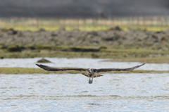 ミサゴ 1 ミサゴ 1