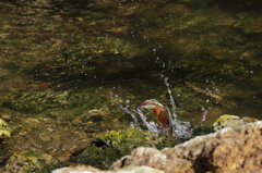 お魚、ゲット　1