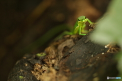 アオカナヘビ