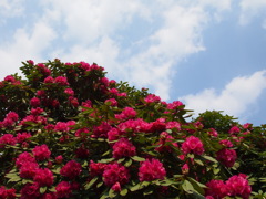 しゃくなげの森