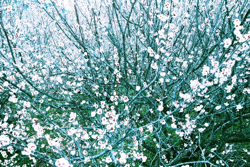 梅