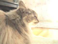 日向ぼっこ