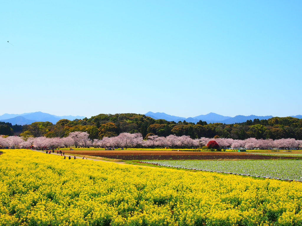 大地のパレット