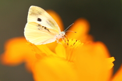 黄花コスモスと蝶