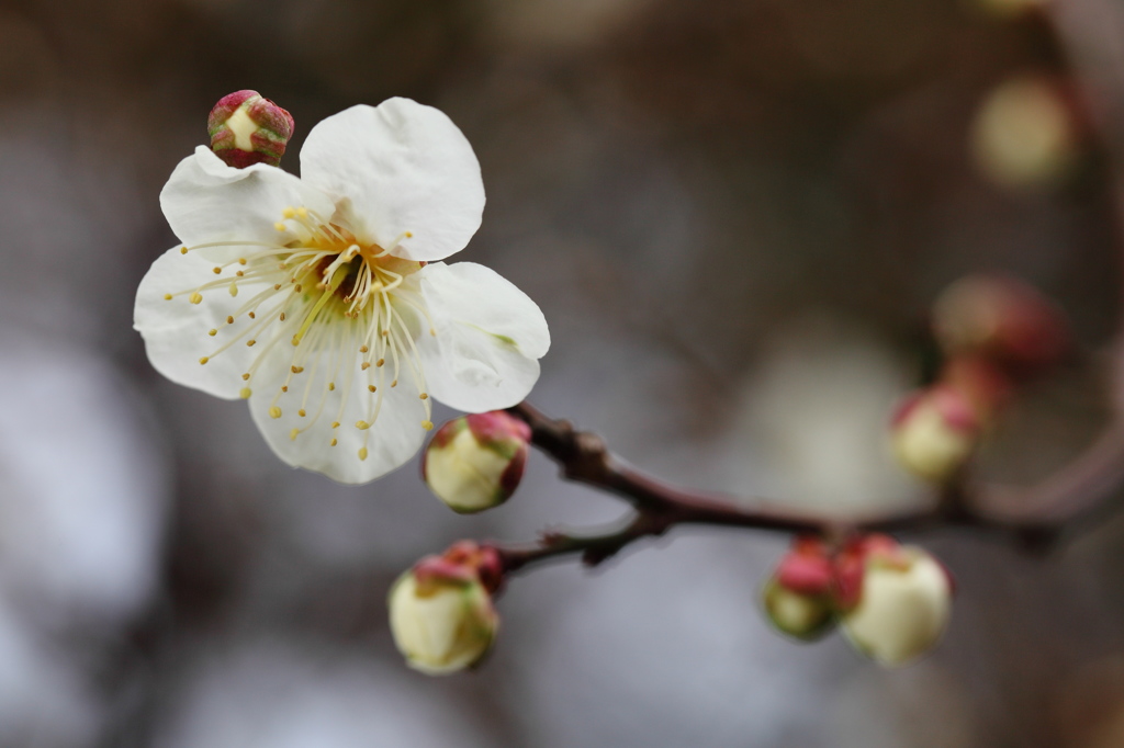 春待ち花