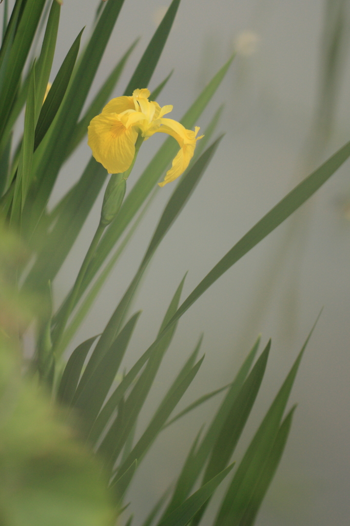 池の畔に