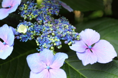 額紫陽花