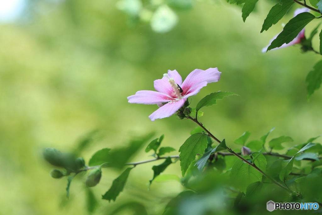 京都の夏