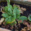 APO65TEST3
