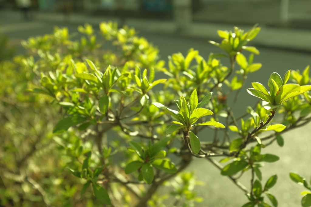 照らされる植栽