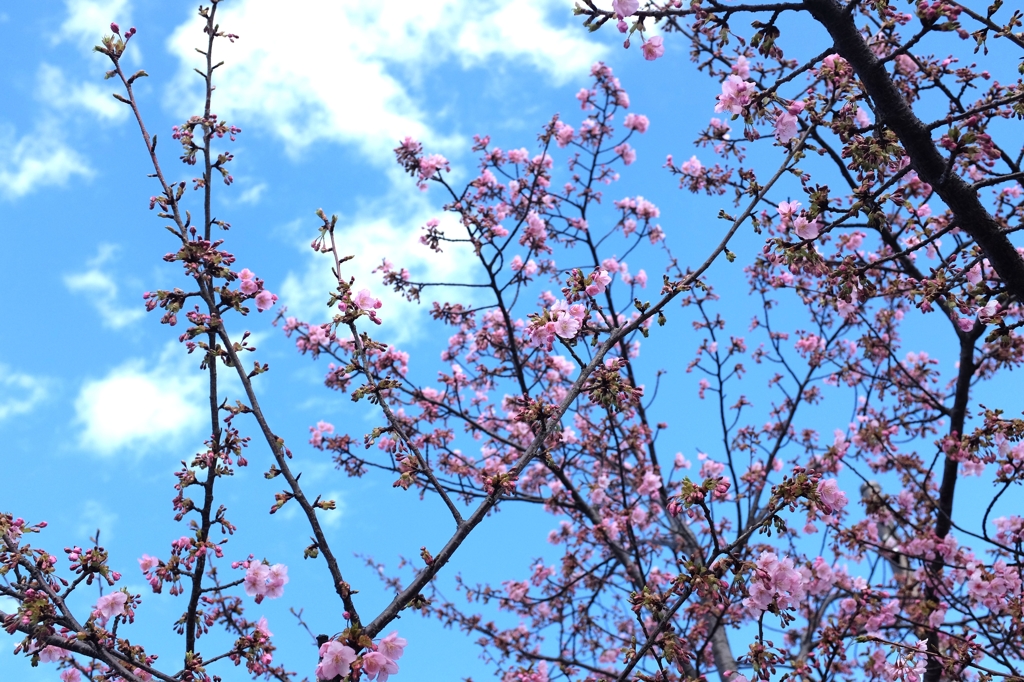 梅と水色の空