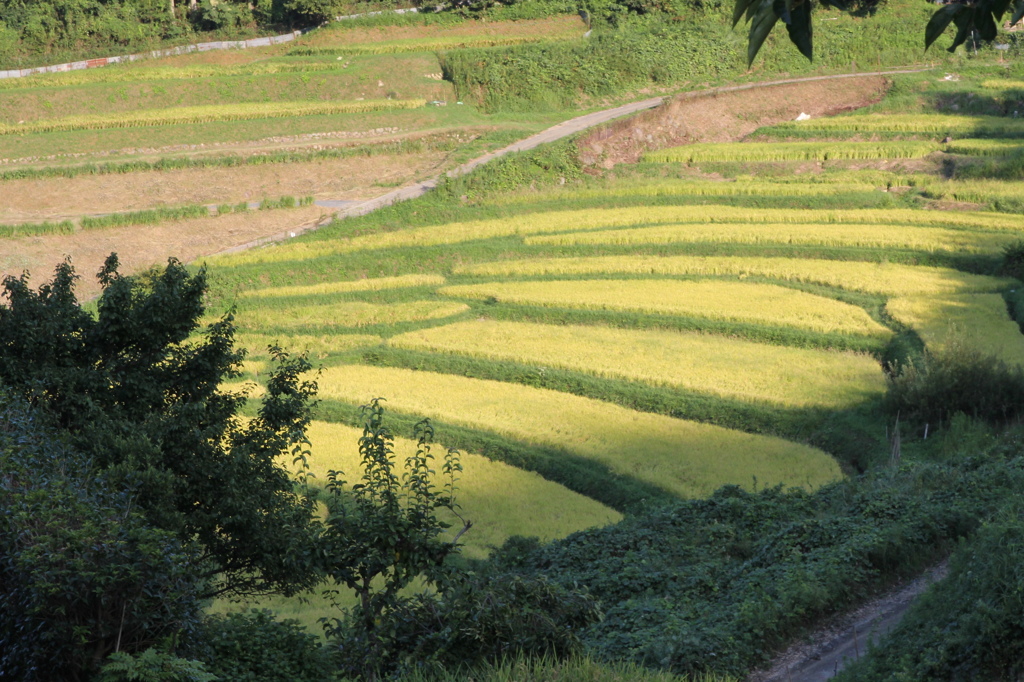 黄金色の棚田