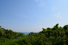 木々は緑、空は永久に青く