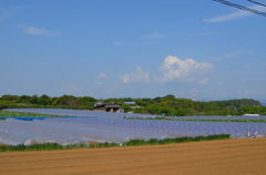 実りを期待して