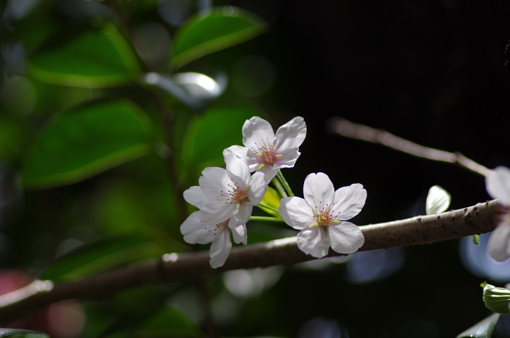 Cherry