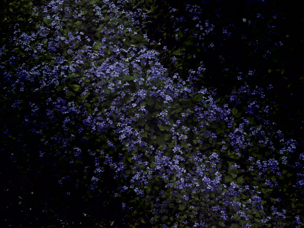 Shades of Violet