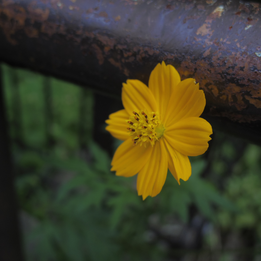 Orange Cosmos #2