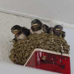 The Little Swallows