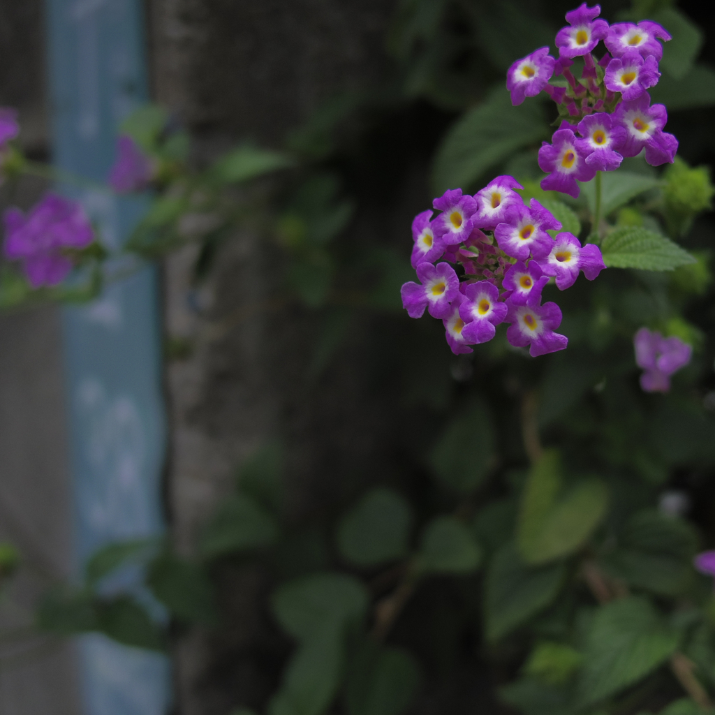 Machikado...Lantana camara