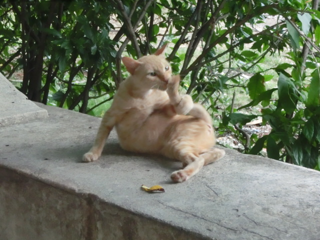 ねこ