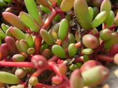 海辺の植物