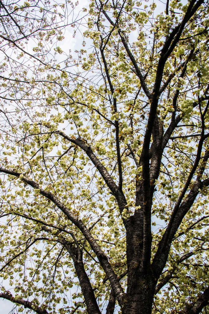 鬱金桜を見上げて